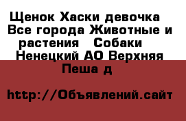 Щенок Хаски девочка - Все города Животные и растения » Собаки   . Ненецкий АО,Верхняя Пеша д.
